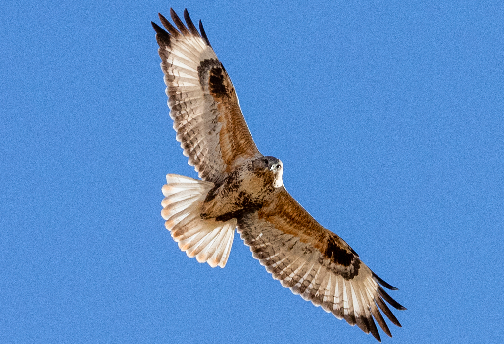 4531f6434570c199cc1f38a2904eef4.png 4531f6434570c199cc1f38a2904eef4.png