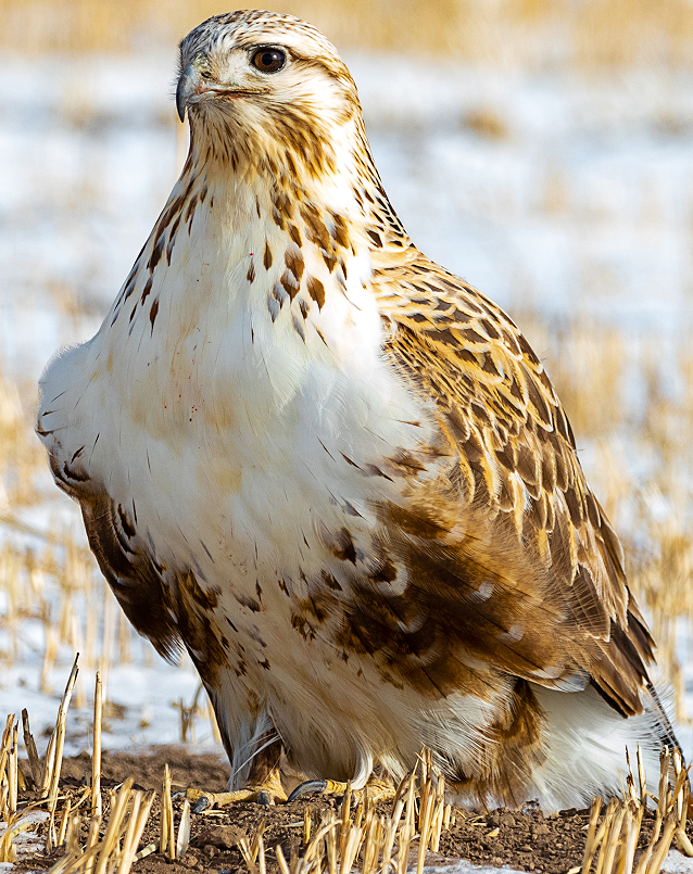 534baf5059dba917eda4d51e608178b.png 534baf5059dba917eda4d51e608178b.png