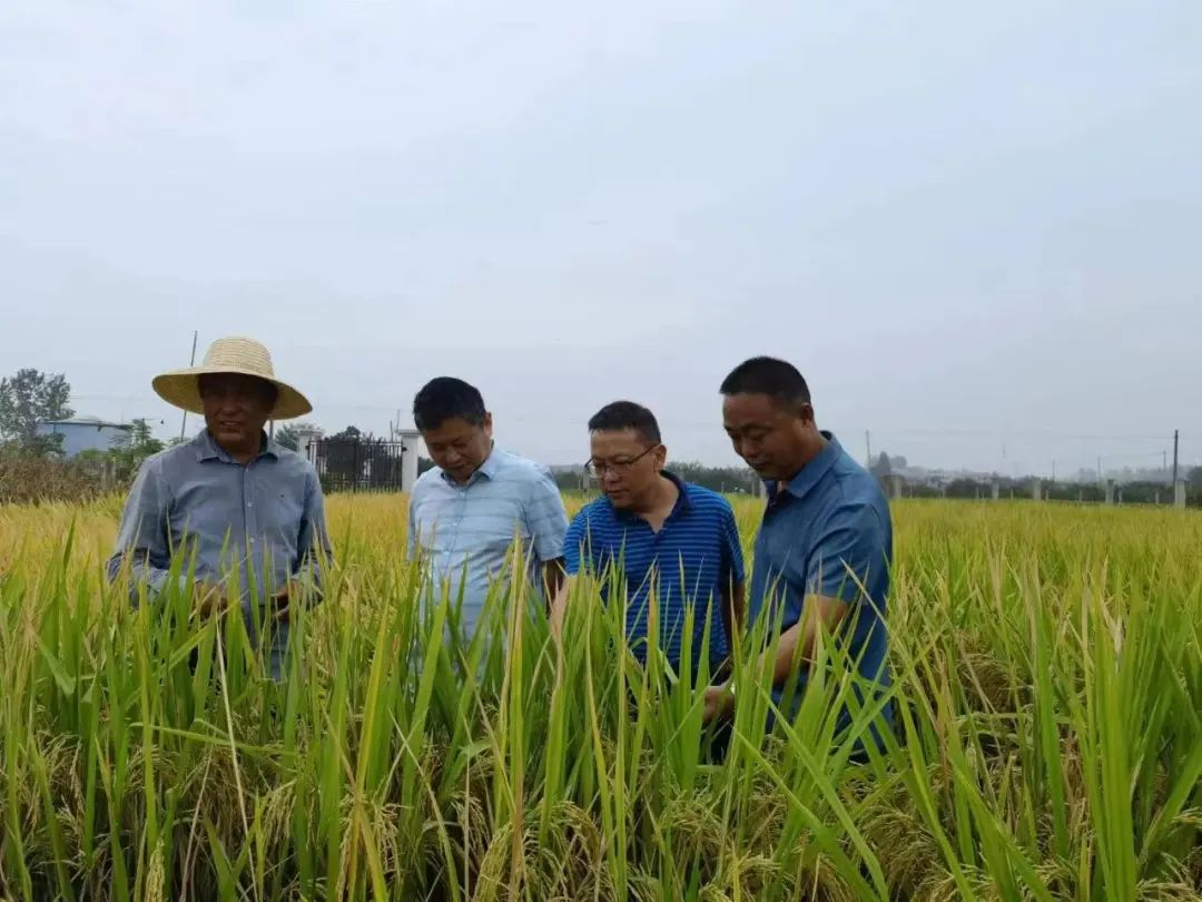 种业3.png 种业3.png