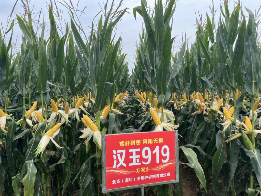 种业4.png 种业4.png